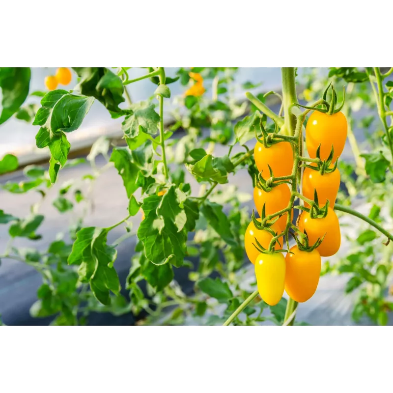 Sementes de tomate-cereja Perun Toraf, embalagem de 0,5 g