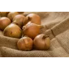 Sementes de hortícolas cebola Wolska Toraf, pacote 5g