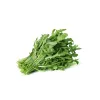 PNOS rúcula Eruca sativa sementes em fita, 6 m