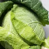 PNOS couve-de-saboia Langedijska sementes de hortícolas, 2 g