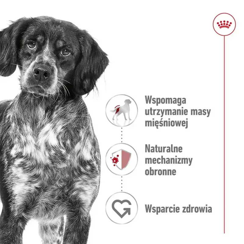 Royal Canin SHN Medium Adult comida seca para cães, 4 kg