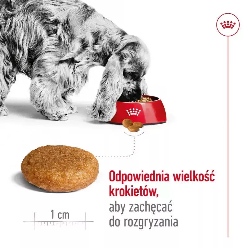 Royal Canin SHN Medium Adult comida seca para cães, 4 kg