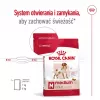 Royal Canin SHN Medium Adult comida seca para cães, 4 kg