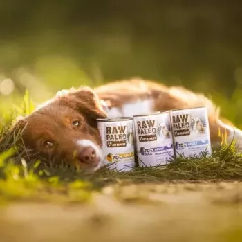 Comida húmida para cães VETEXPERT RAW PALEO Adult Monoprotein peru 800 g lata, sem cereais, sem glúten, para alergias alimentares