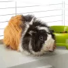 Ferplast Casita 80 gaiola para porquinhos-da-índia e coelhos