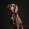 Repelente ultrassónico de carraças TICKLESS PET PRO-101BE para gatos e cães, bege, 18 g, alcance 1,5 m, resistente à humidade
