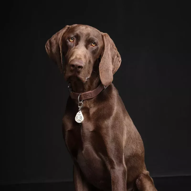 Repelente ultrassónico de carraças TICKLESS PET PRO-101BE para gatos e cães, bege, 18 g, alcance 1,5 m, resistente à humidade