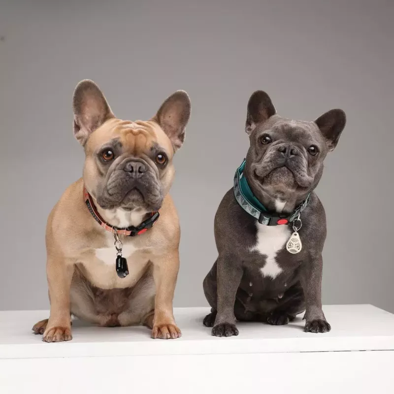 Repelente ultrassónico de carraças TICKLESS PET PRO-101BE para gatos e cães, bege, 18 g, alcance 1,5 m, resistente à humidade