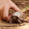 Figura, Schleich, WILD LIFE Tartaruga gigante