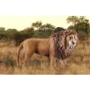 Schleich WILD LIFE leão a rugir multicolor plástico a partir de 3 anos