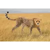 Figura Schleich WILD LIFE chita fêmea 14746