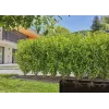 Sistema de rega gota a gota Gardena 13500-20