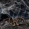 schleich Harry Potter Aragog, 6 ano(s), criaturas mágicas, preto, castanho, branco, plástico