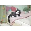 BABY born My Cat Cookie com caixa, animal de estimação de boneca, 3 ano(s), pilhas necessárias