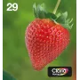 Epson Strawberry multipack 4 cores 29 EasyMail, autonomia padrão, preto, ciano, magenta, amarelo, 5,3 ml, 3,2 ml, 1 unid., embalagem múltipla