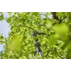 Tesoura de poda elétrica Gardena 14774-20 2,8 cm 18 V iões de lítio preto prateado