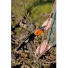 Serra de poda Bahco 396-JT preto laranja 200g