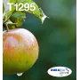 Tinteiro Epson Apple Multipack 4 cores T129 EasyMail, preto, ciano, magenta, amarelo, 11,2 ml, 7 ml, 1 unid., embalagem múltipla