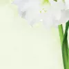 Papel de impressão A4 Sigel DP463 25 Folhas Verde Branco