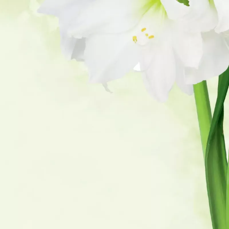 Papel de impressão A4 Sigel DP463 25 Folhas Verde Branco