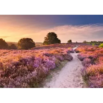 Puzzle Ravensburger Pink Pathway Países Baixos, 1000 peças, 700×? mm, 2 mm de espessura