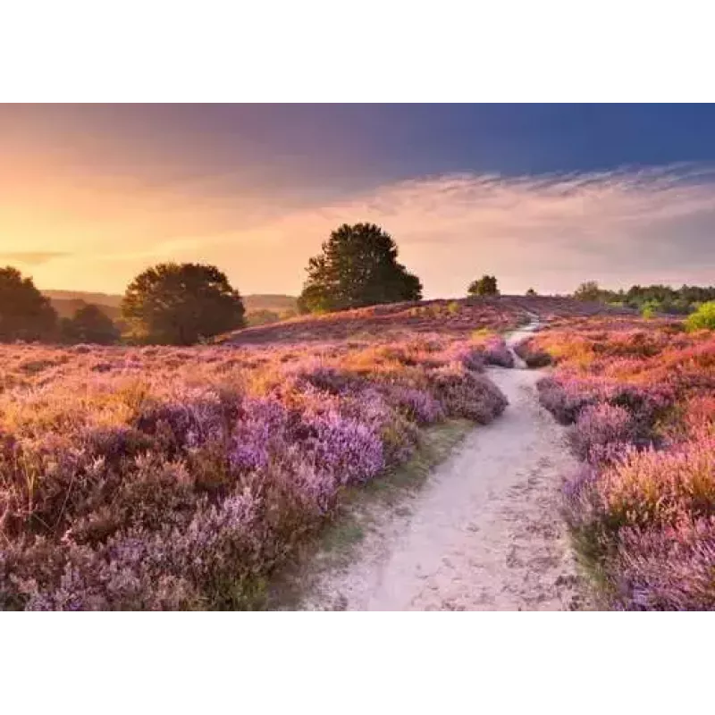 Puzzle Ravensburger Pink Pathway Países Baixos, 1000 peças, 700×? mm, 2 mm de espessura