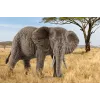 schleich WILD LIFE elefante africano, fêmea, 3 ano(s), safari, animais selvagens / brinquedo de aventura, multicolor, plástico, 1 unid.