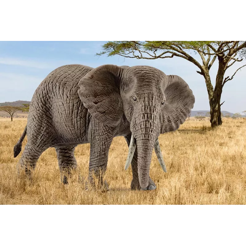 schleich WILD LIFE elefante africano, fêmea, 3 ano(s), safari, animais selvagens / brinquedo de aventura, multicolor, plástico, 1 unid.