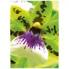 Papel de jato de tinta Avery Premium A4 250 g branco satinado mate