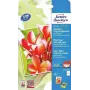 Papel fotográfico Avery C2550-50