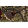Tesoura de jardim de bypass Bahco PXR-M2 preto vermelho aço inoxidável