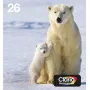 Epson Polar bear multipack 4 cores 26 EasyMail, rendimento padrão, preto, ciano, magenta, amarelo, tinta pigmentada, tinta corante, 6,2 ml, 4,5 ml