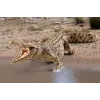 schleich WILD LIFE crocodilo, 3 ano(s), safari, animais selvagens / brinquedo de aventura, multicolor, plástico, 1 unid.