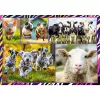 Puzzle TREFL Funny — 4 x 250 peças, conjunto temático para crianças