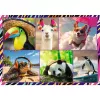 Puzzle TREFL Funny — 4 x 250 peças, conjunto temático para crianças