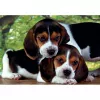 Clementoni High Quality Collection Close Together Puzzle 500 peças Animais