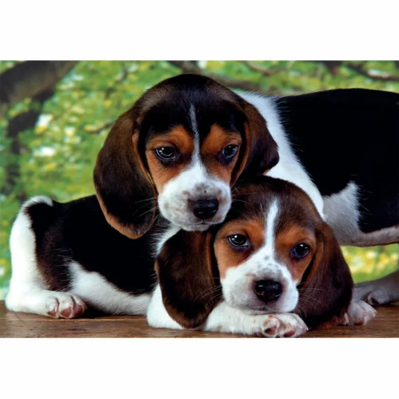 Clementoni High Quality Collection Close Together Puzzle 500 peças Animais