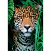 Clementoni High Quality Collection Jaguar na selva Puzzle 500 peças Animais