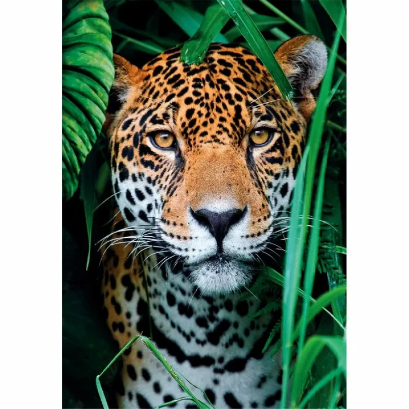 Clementoni High Quality Collection Jaguar na selva Puzzle 500 peças Animais