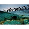 Clementoni Pinguins Puzzle 1000 unid. Animais