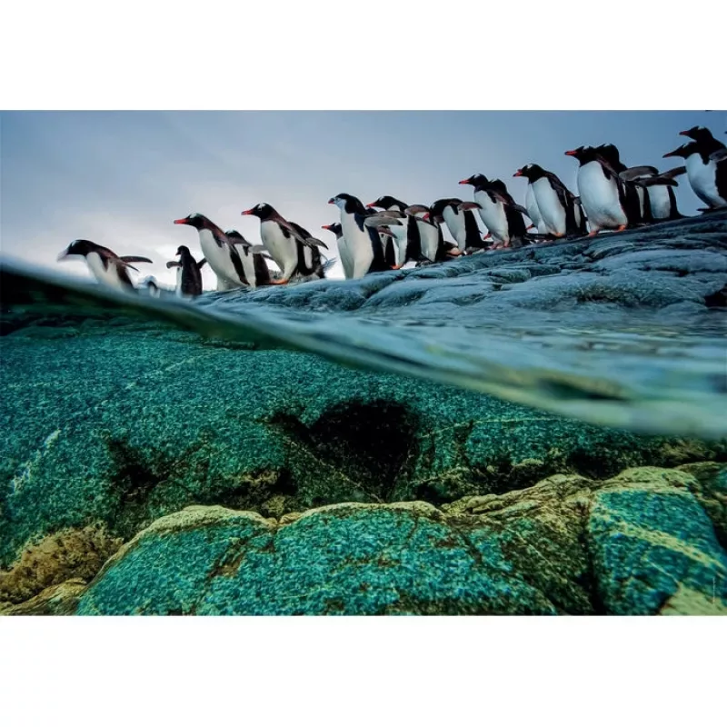Clementoni Pinguins Puzzle 1000 unid. Animais