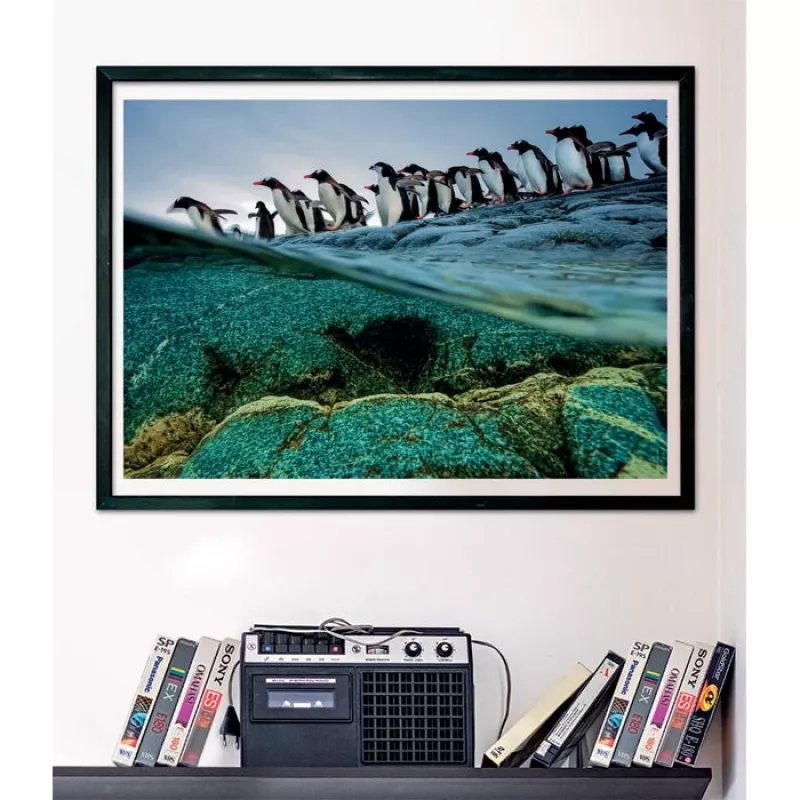 Clementoni Pinguins Puzzle 1000 unid. Animais