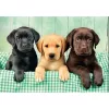 Clementoni High Quality Collection 39946 Puzzle 1000 unid. Animais