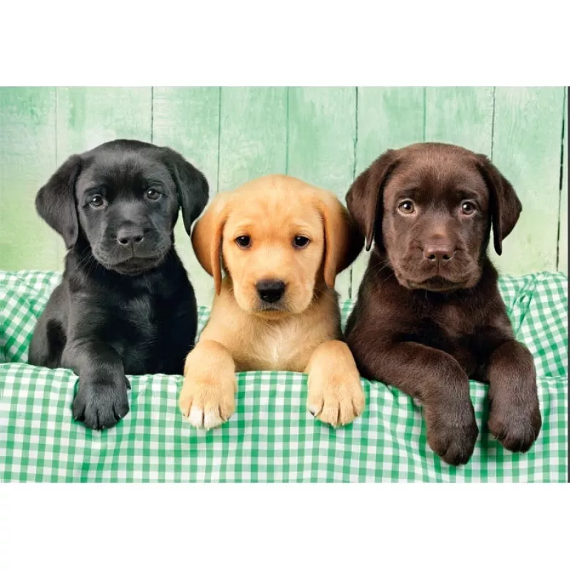Clementoni High Quality Collection 39946 Puzzle 1000 unid. Animais