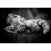 Clementoni High Quality Collection 39950 Puzzle 1000 unid. Animais