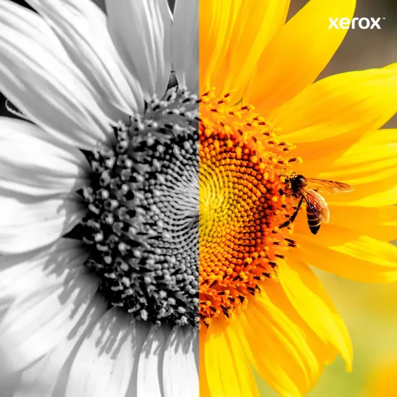 Toner Xerox amarelo alta capacidade 113R00725 15000 páginas