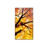 Sharp MultiSync M652 65 polegadas 4K UHD Ecrã profissional 550 cd/m² 24/7