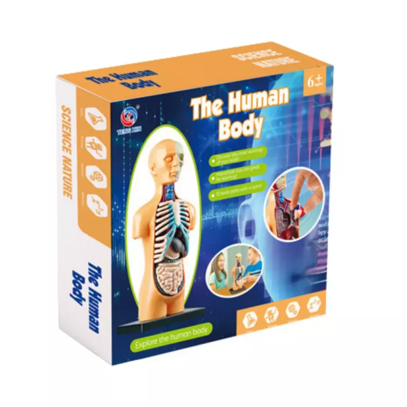 LEAN TOYS Modelo anatómico educativo órgãos do corpo humano 32 peças série 4D Vision