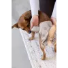 PALOPA Fralda reutilizável para cães para cio e incontinência, Glan Taupe, tamanho L