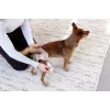 PALOPA Fralda reutilizável para cães para cio e incontinência, Glan Taupe, tamanho L